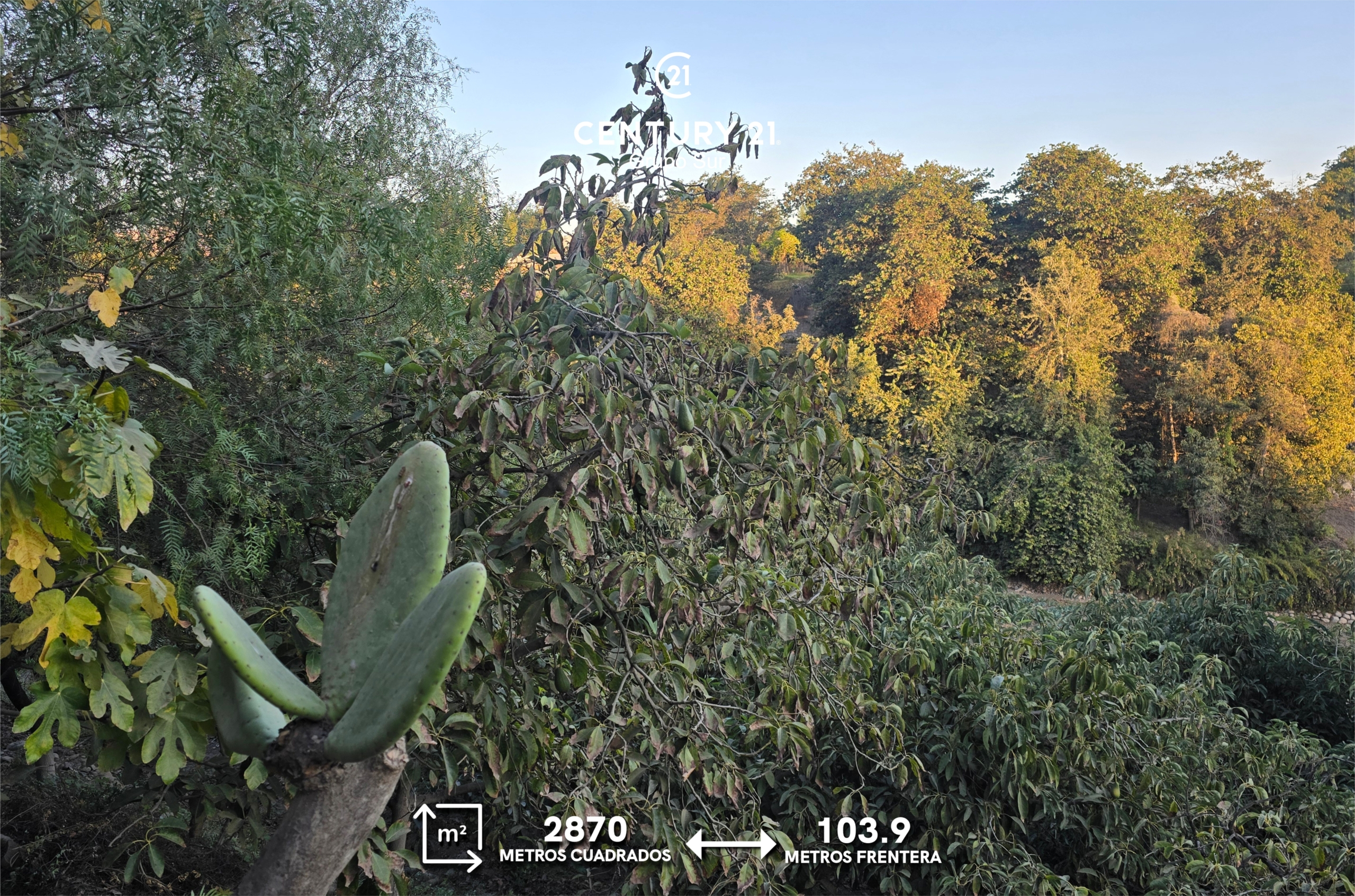 Terreno Agrícola en la ciudad de Moquegua