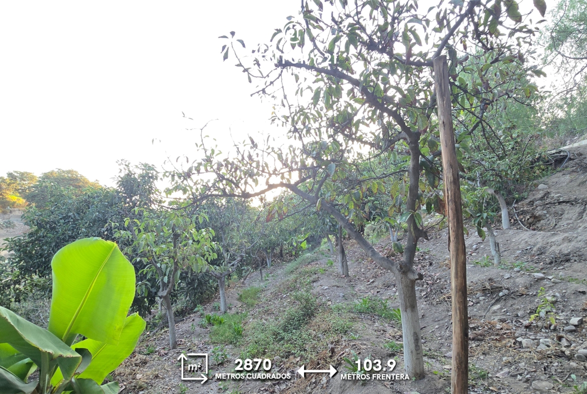 Terreno Agrícola en la ciudad de Moquegua