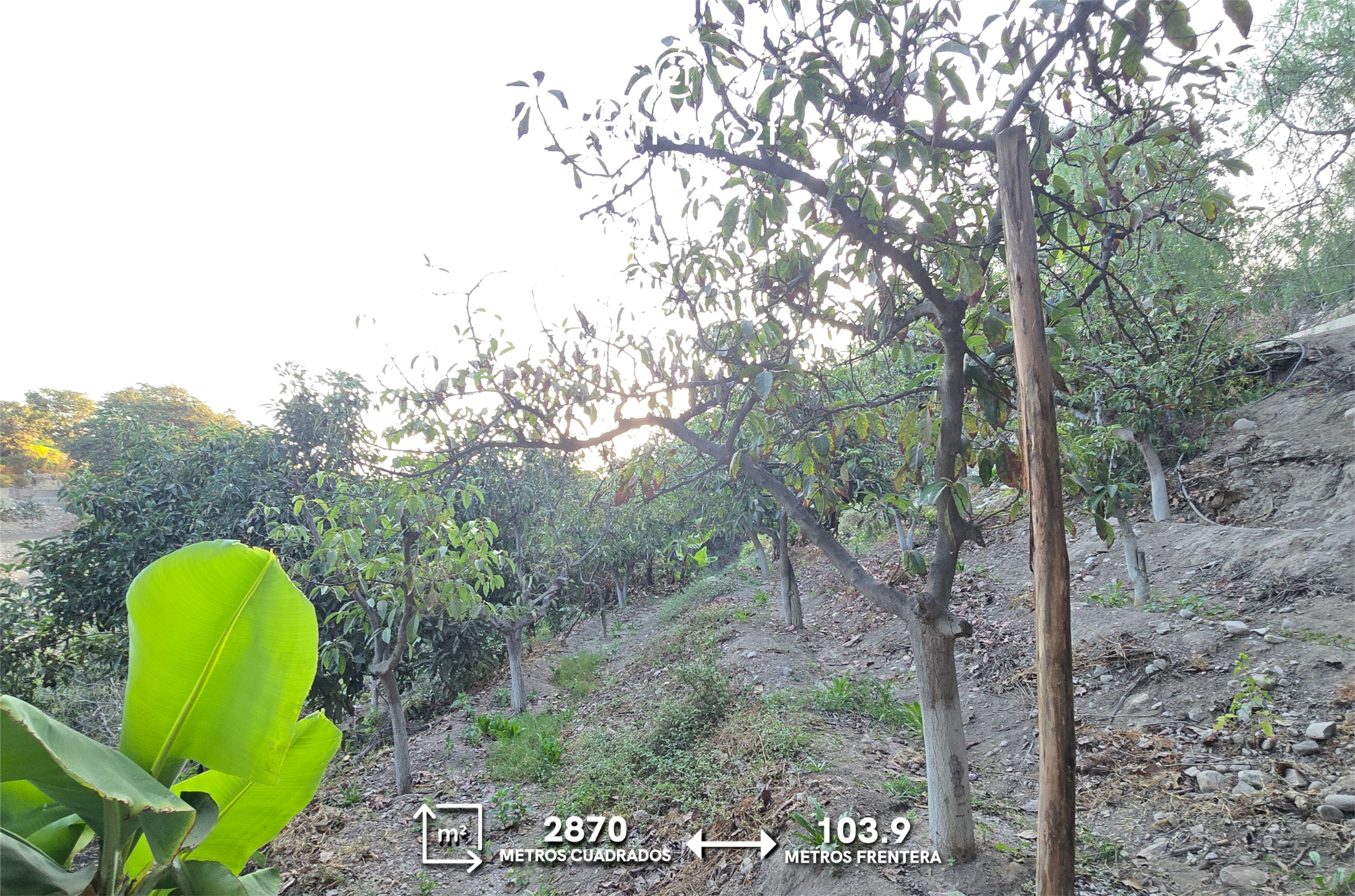 Terreno Agrícola en la ciudad de Moquegua